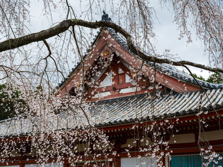 Maximize Your Kyoto Experience - Best Seasons for Travel & Sightseeing