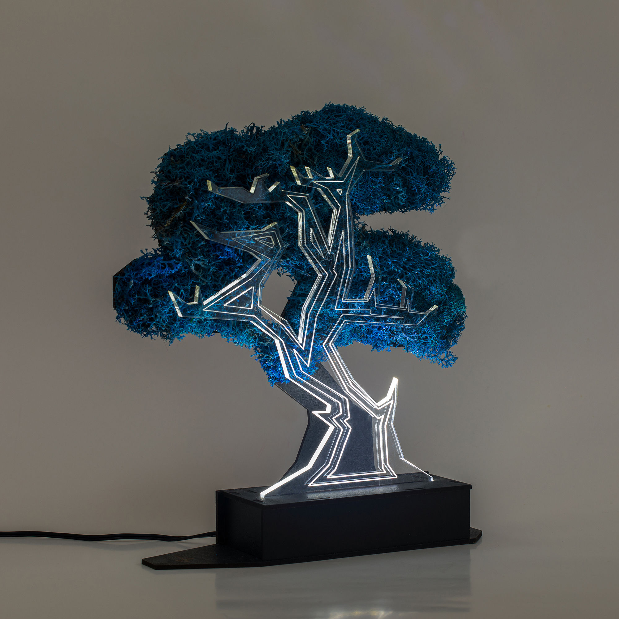 ACER PALMATUM BONSAI Blue