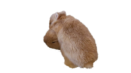 こうさぎの戯れ
