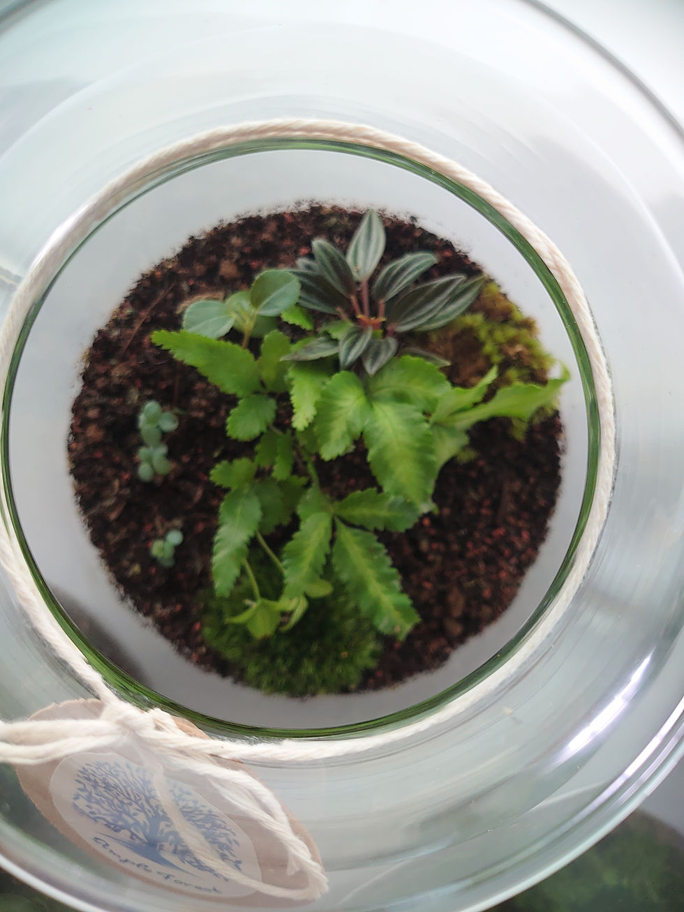 Thumbnail: Closed terrarium 1. Barrel H24/W15cm