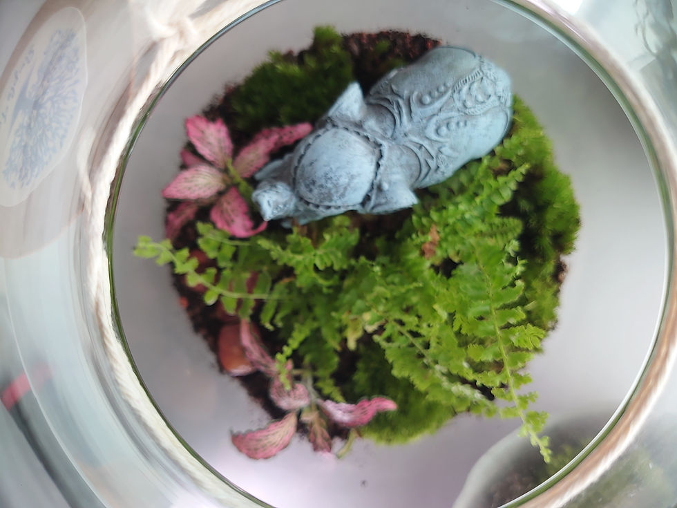 Thumbnail: Closed terrarium 1. Barrel H24/W15cm