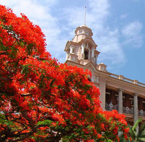 香港人的港大。徐詠璇。信報