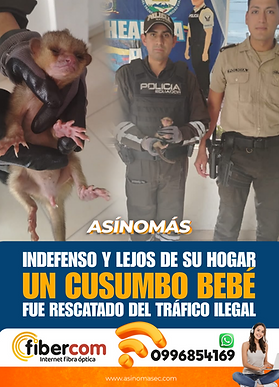 Cusumbo bebé fue rescatado del tráfico ilegal silvestre 