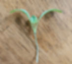 Thumbnail: Microgreens