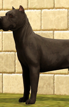 Cane Corso Su Pedigree Database