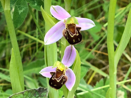 More Orchids