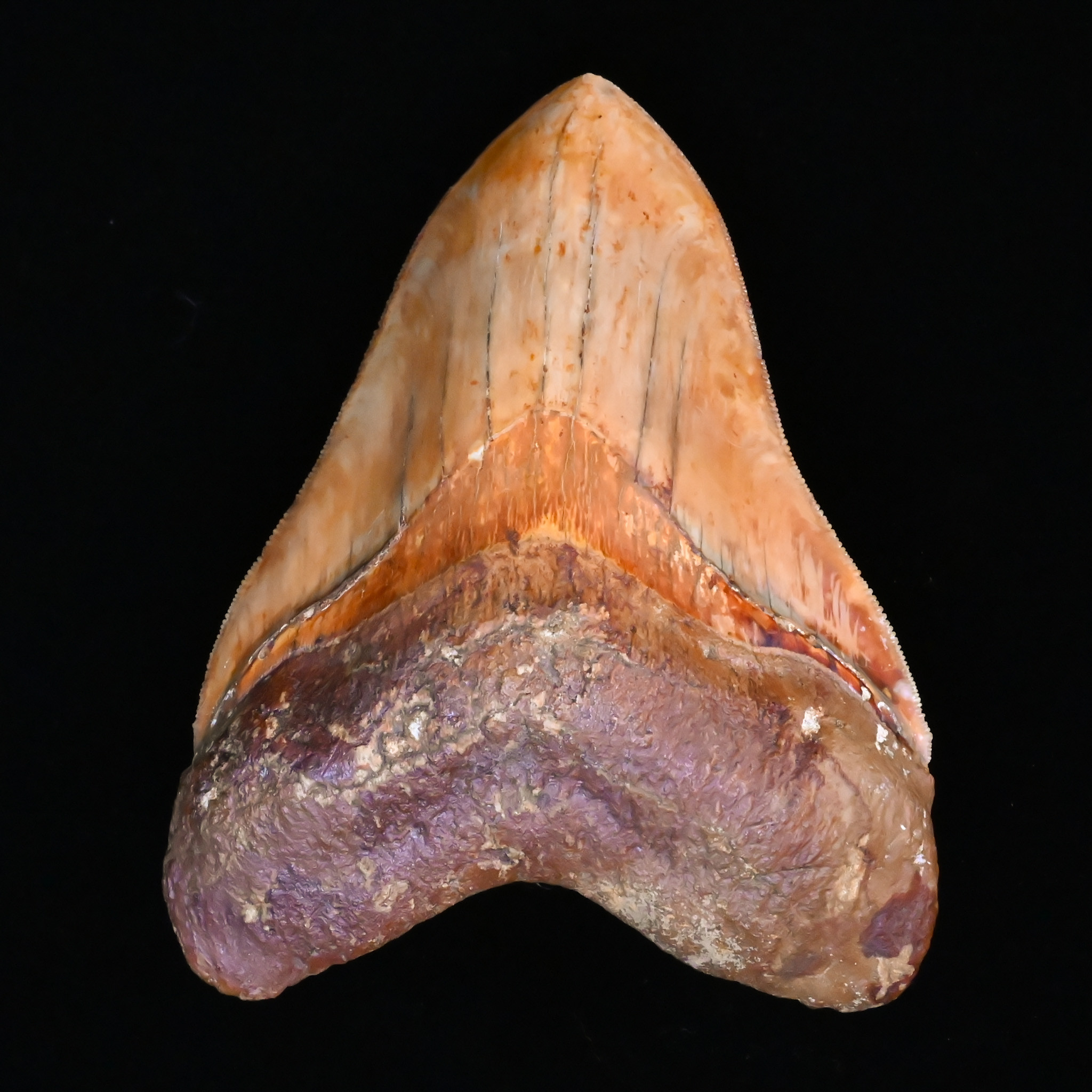 5.45" Orange/Brown Excellent Preservation