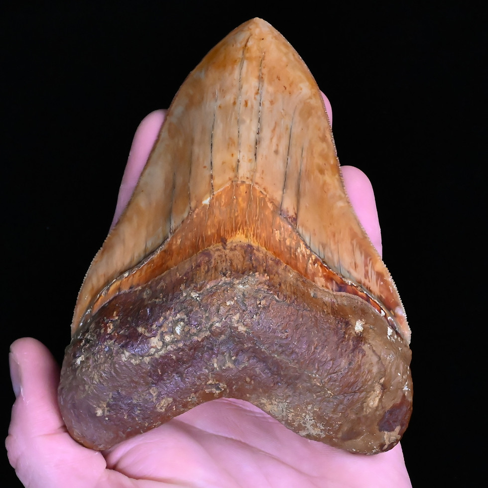 Thumbnail: 5.45" Orange/Brown Excellent Preservation