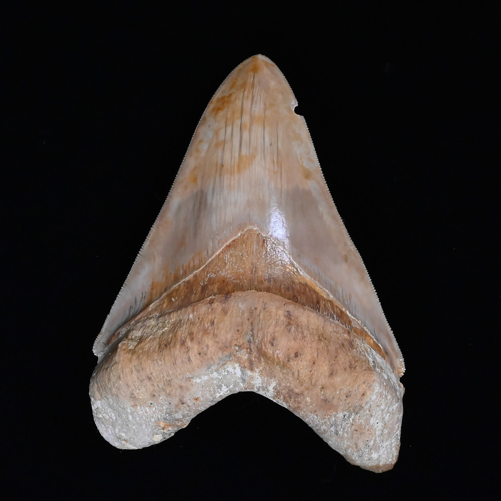 Thumbnail: 5.53" Tan, Exceptional with Minor Chip