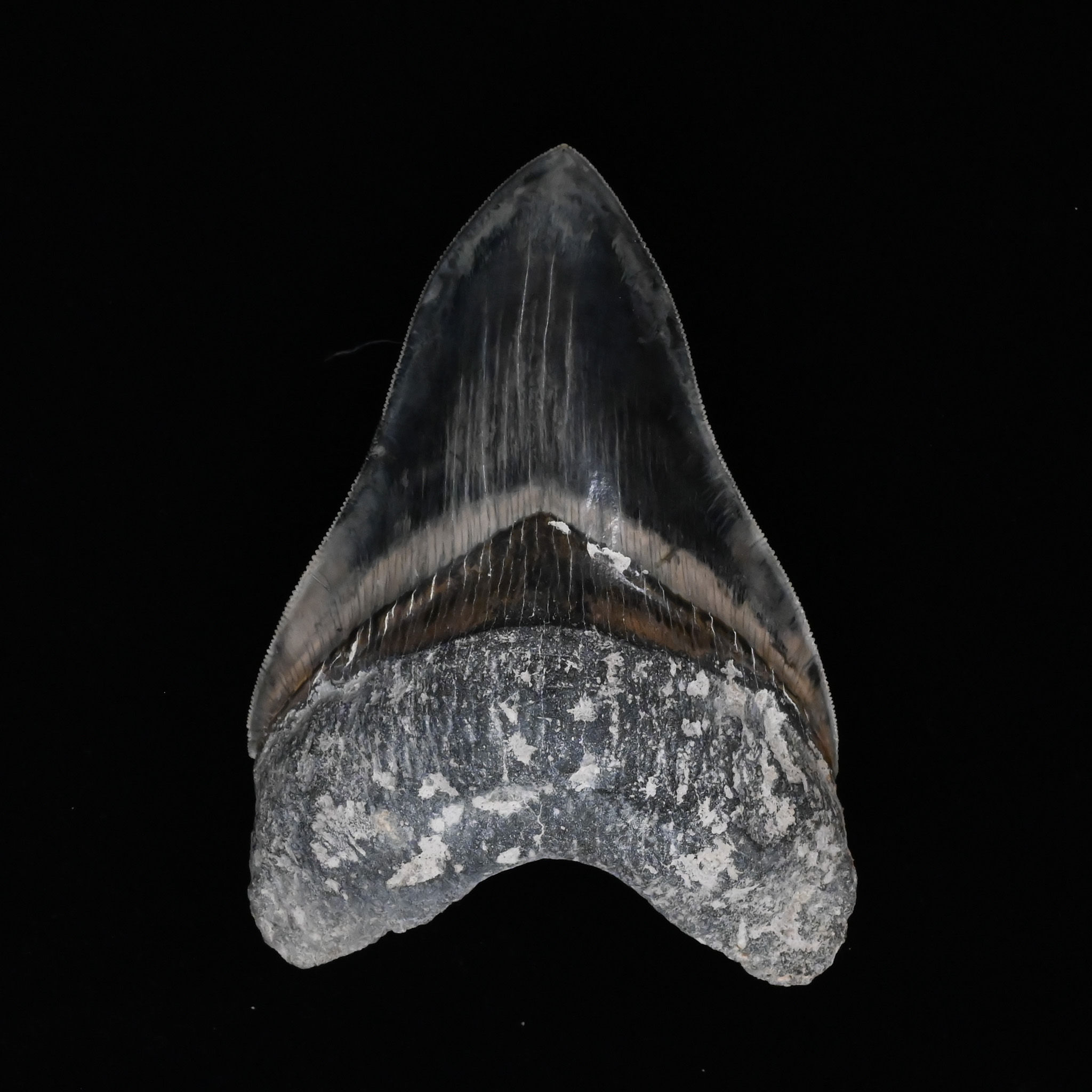 SOLD 5.36" Black, Gray-Blue and Brown