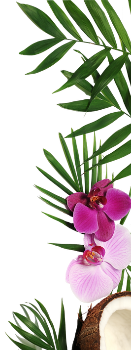 CANNABIS ISOLATED ffff.png