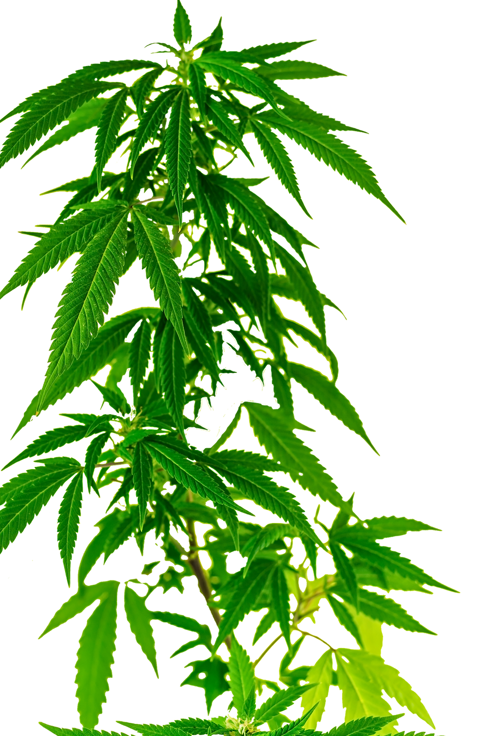 CANNABIS ISOLATED 2.png