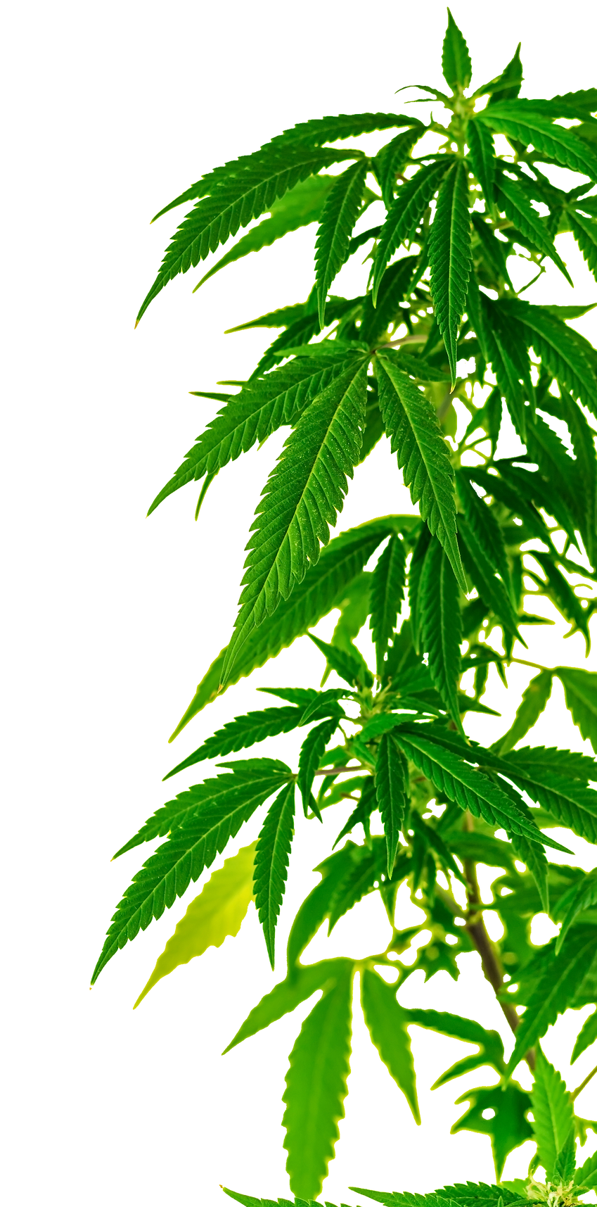 CANNABIS ISOLATED 1.png