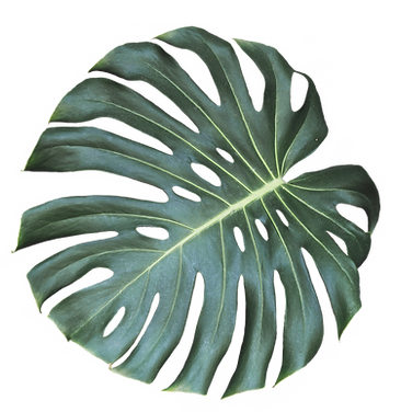 LW247 ISOLATED 19.png