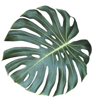 LW247 ISOLATED 19.png