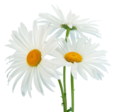 DAISIES ISOLATED.png
