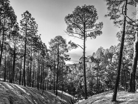 Morning mist through pine trees