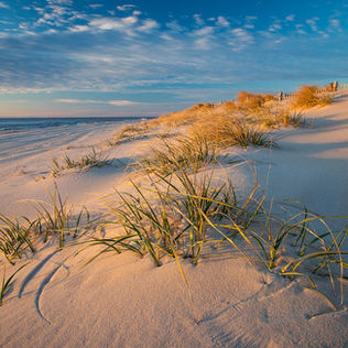 2025 LIFF Tickets & Passes Information