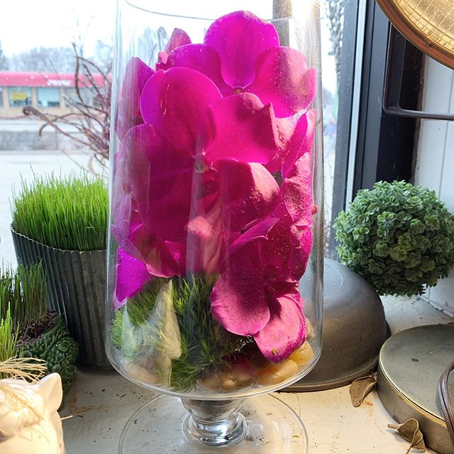It’s back. Orchids under glass $55