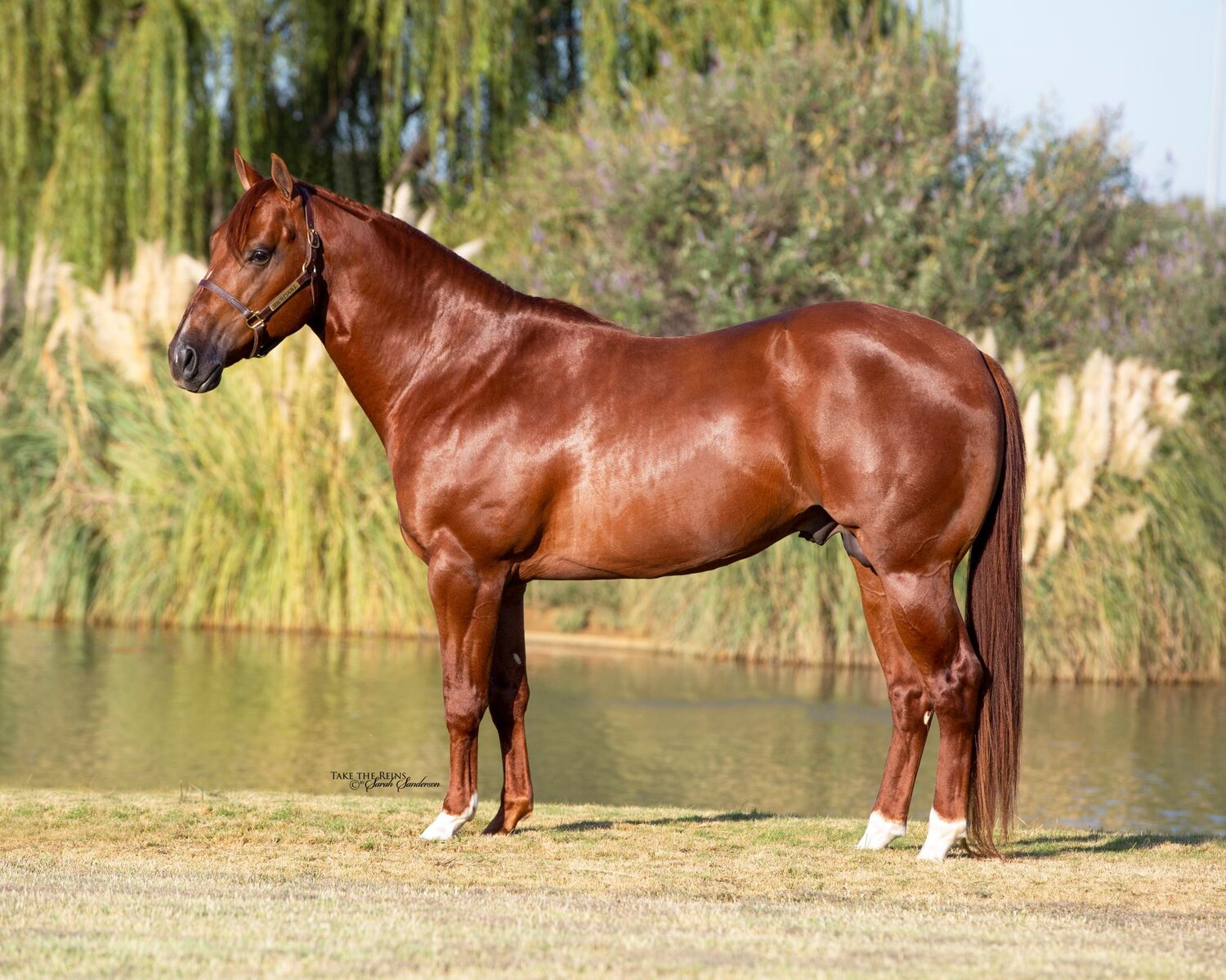 Absolut Vanilla Cornhusker