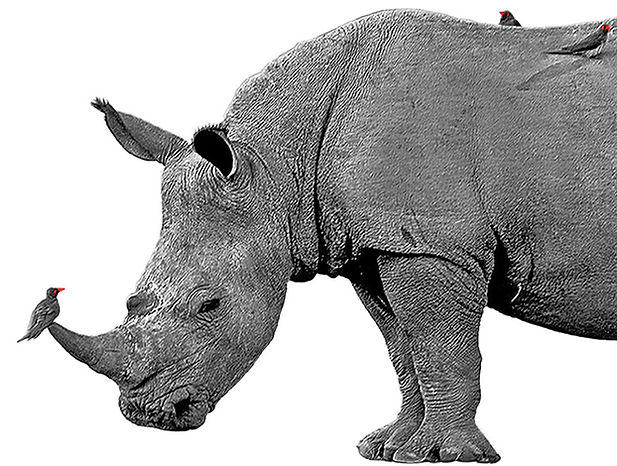 rhino-intro-page.jpg