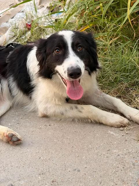 ODIN