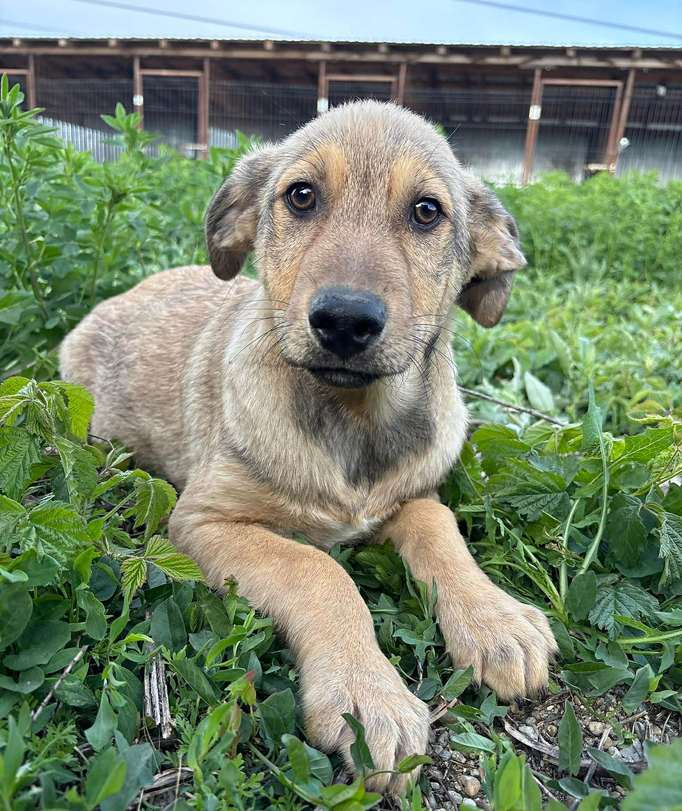 PEPPER