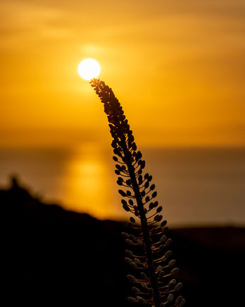 Sun resting on wild grass seed head in sharp silhouette at golden hour.
