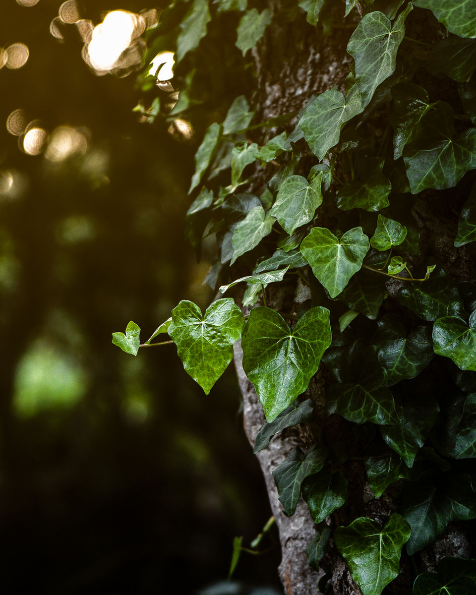 Green leaves on a log