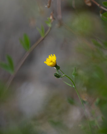 Single yellow wildflower blooming on a slender stem with a muted natural backdrop.