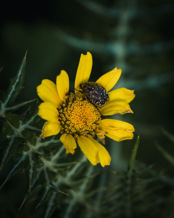 Bright yellow daisy-like flower in focus with deep green blurry background.