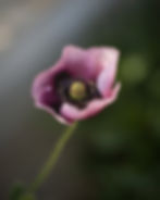 Pink Poppy