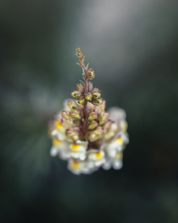 Close-up of a wildflower stalk with tiny white blossoms and a blurred dark background.