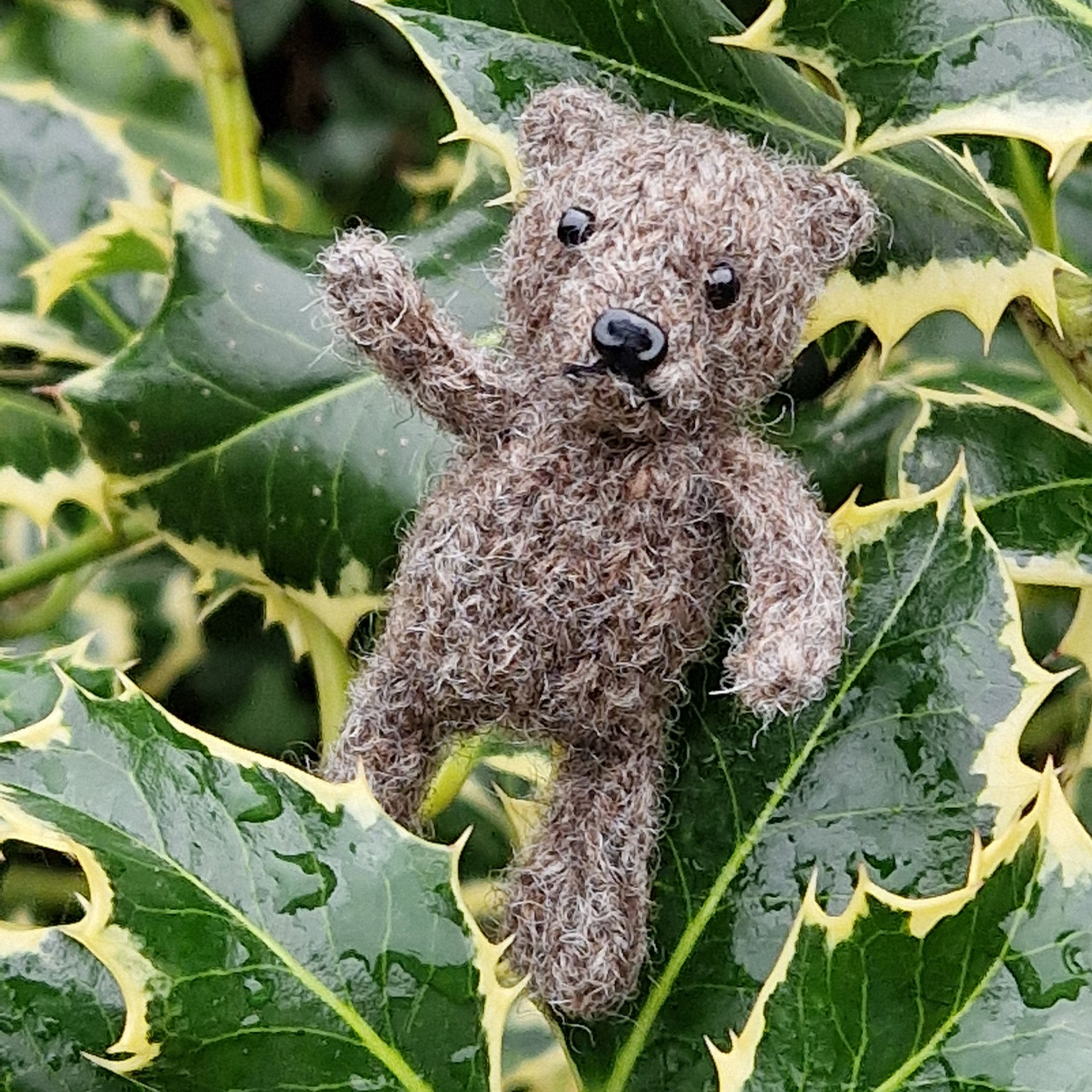 Brown Bear