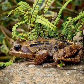 Little Frogs