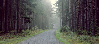 Gravel Road into the Forest