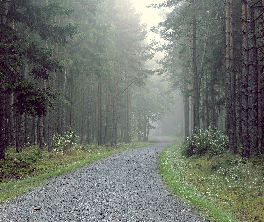 Gravel Road into the Forest