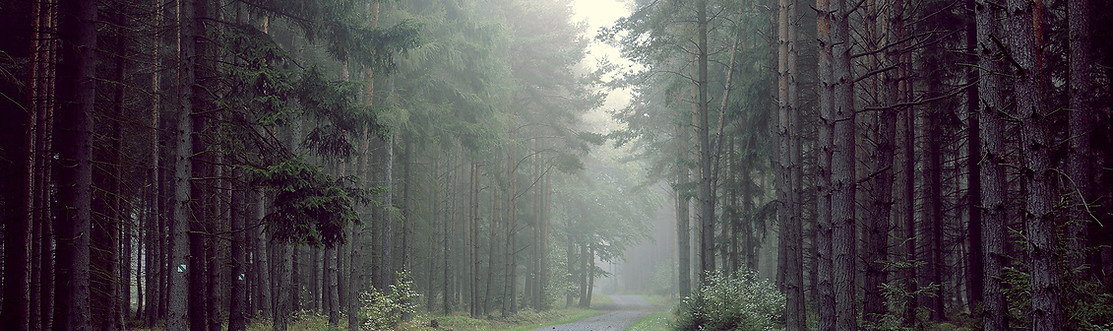 Peaceful forest