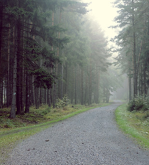 Gravel Road into the Forest