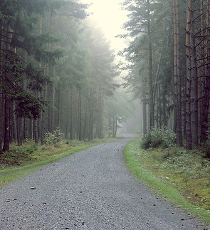 Misty Forest Path to show that a therapy intensive is a journey you take.