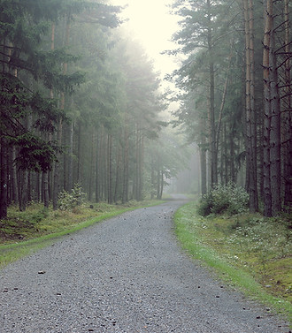 Gravel Road into the Forest