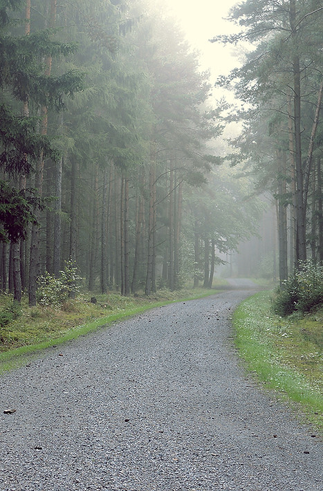 Gravel Road into the Forest