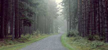 Gravel Road into the Forest