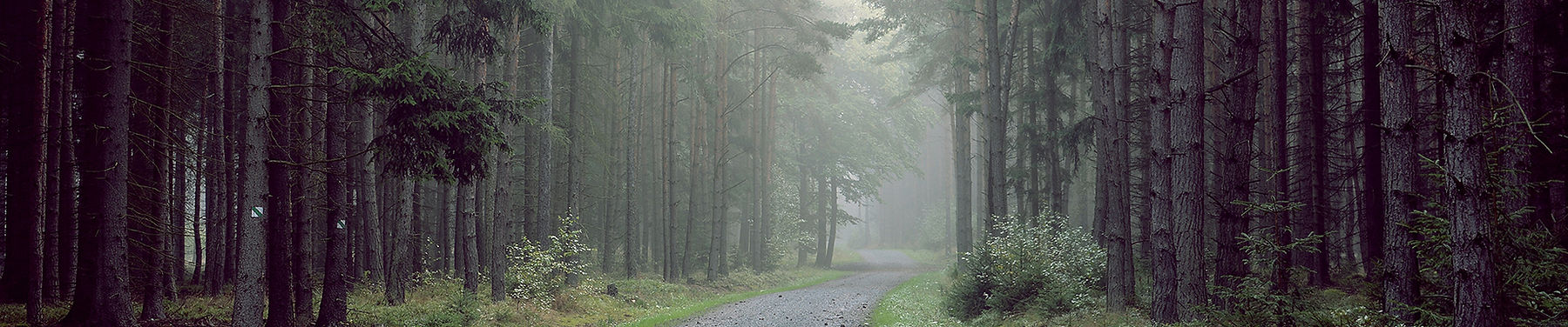 Gravel Road in den Wald