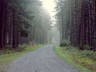 Tree therapy - quando la natura ci aiuta