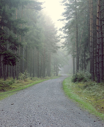 Gravel Road into the Forest