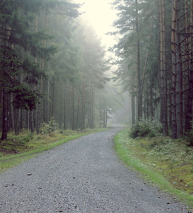 Gravel Road into the Forest