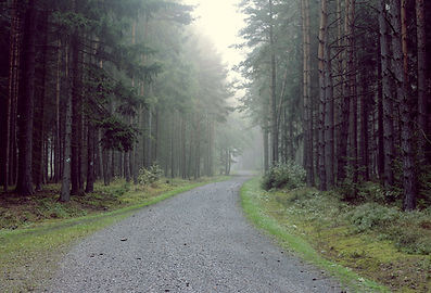 Grusväg i skogen