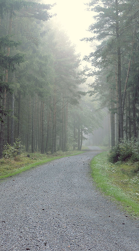 Gravel Road into the Forest
