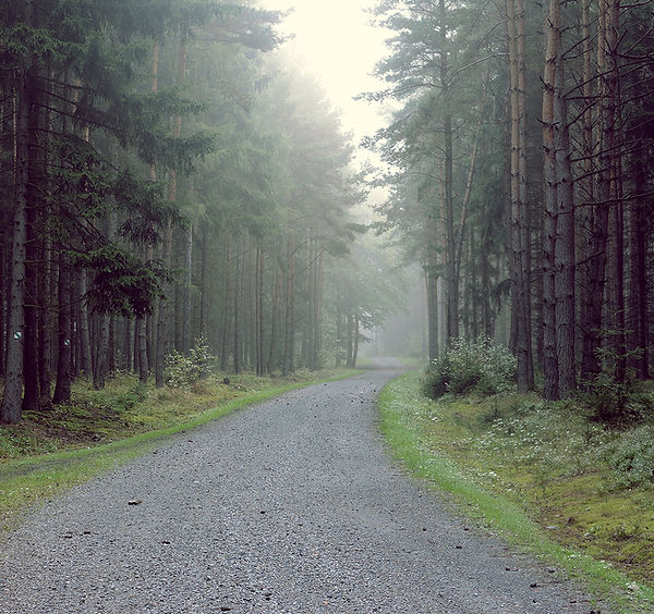 a path in a forest blog pic